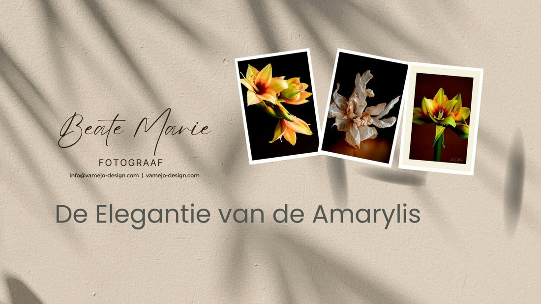 De Elegantie van de Amaryllis - Vamejo Design