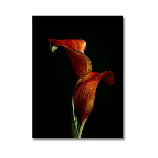 Calla Lelie Collectie