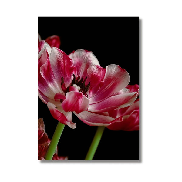 Tulp Collectie