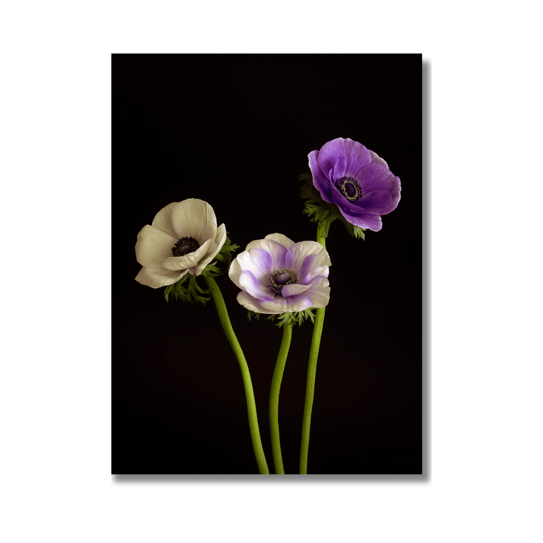 Kunstfotografie van drie elegante anemonen in wit, lavendel en paars tegen een diepzwarte achtergrond.