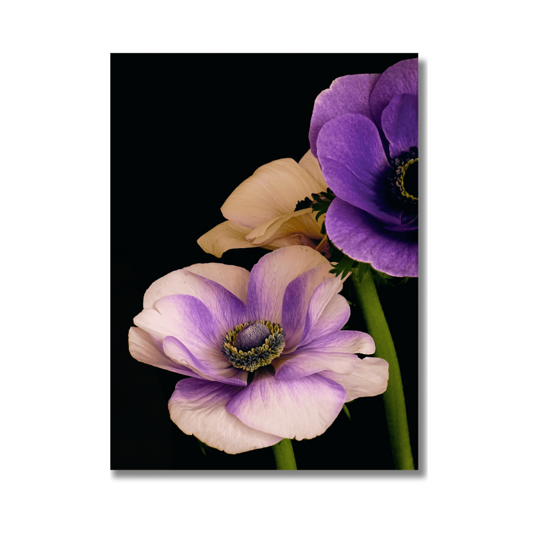Een artistieke close-up foto van twee anemoonbloemen tegen een diepzwarte achtergrond. Op de voorgrond is een lichtroze/witachtige anemoon met paarse accenten en een donker centrum met gele meeldraden. Daarachter is een dieper paarse anemoon zichtbaar, en er is ook een zachte perzikkleurige bloem gedeeltelijk in beeld. De bloemen hebben delicate, zijdeachtige bloemblaadjes en staan op dunne groene stengels.