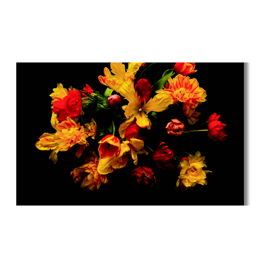 Boeket van rood-gele tulpen op zwarte achtergrond, artistiek en dramatisch belicht.