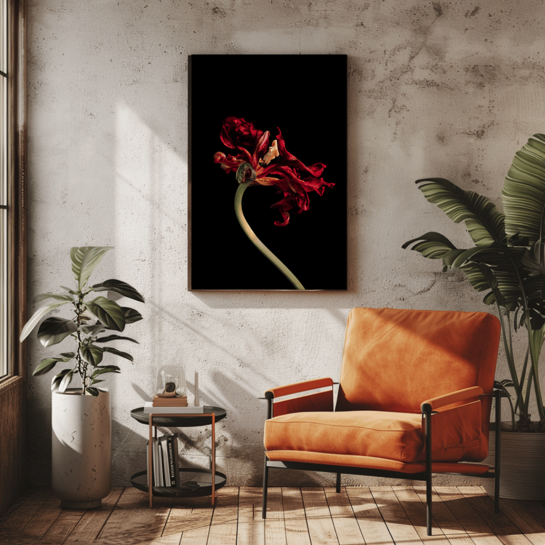 Foto van donkerrode, verwelkende tulp met gekrulde blaadjes tegen een diepzwarte achtergrond aan zonnige woonkamermuur.