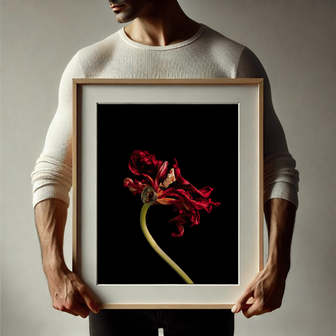 Close-up van man die foto van donkerrode, verwelkende tulp met gekrulde blaadjes tegen een diepzwarte achtergrond vasthoudt.