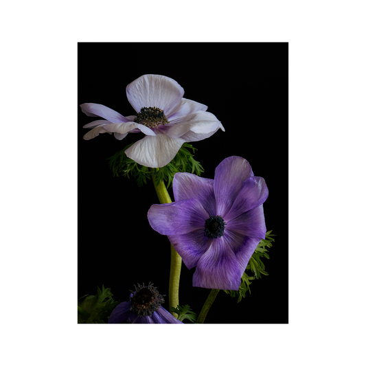  Twee anemonen wit en paars met donkere centra tegen zwarte achtergrond, elegante botanische compositie met groene stelen
