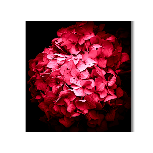 Dichte cluster van levendige roze hortensia bloempjes in verschillende tinten van lichtroze tot dieprood tegen zwarte achtergrond