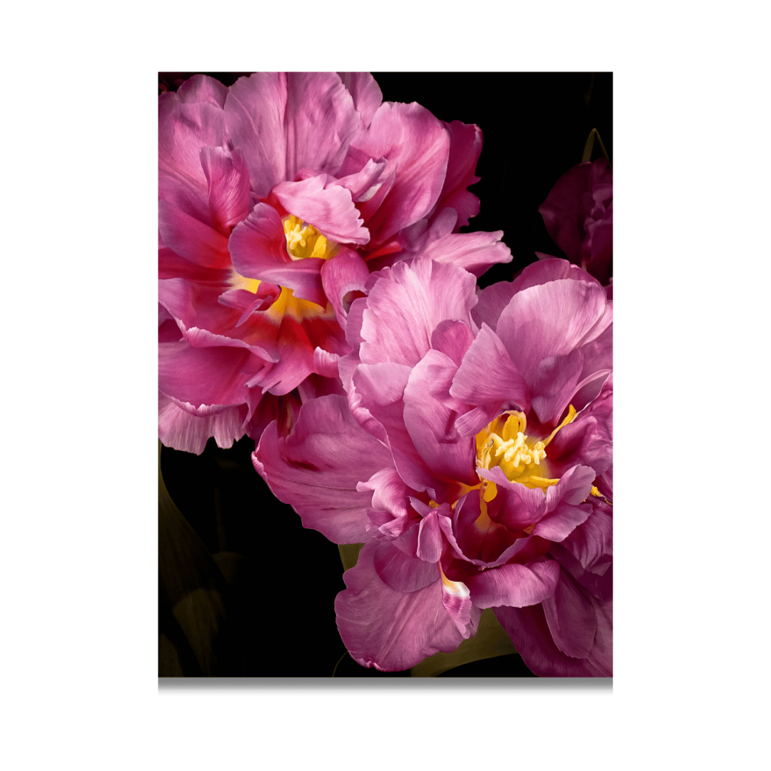 Een close-up foto van twee roze tulpen in volle bloei tegen een zwarte achtergrond. De bloemen hebben meerdere gelaagde bloemblaadjes in verschillende tinten roze met opvallende gele meeldraden en oranje stampers in het midden. De rijke textuur en details van de bloemblaadjes zijn goed zichtbaar door het contrast met de donkere achtergrond. De foto heeft een artistieke, dramatische uitstraling met levendige kleuren en scherpe details die de elegante schoonheid van de tulpen benadrukken.