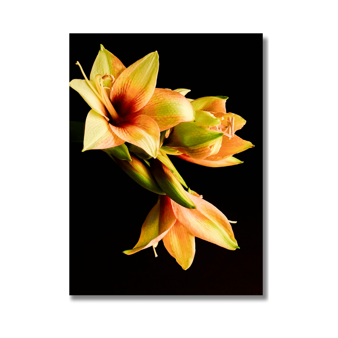 Een elegante foto van oranje-gele amaryllis bloemen tegen een zwarte achtergrond. De bloemen tonen hun karakteristieke trompetachtige vorm met zichtbare meeldraden, en de afbeelding toont de bloemen in verschillende groeistadia met enkele knoppen en volledig geopende bloemen, wat een dynamisch visueel contrast creëert.