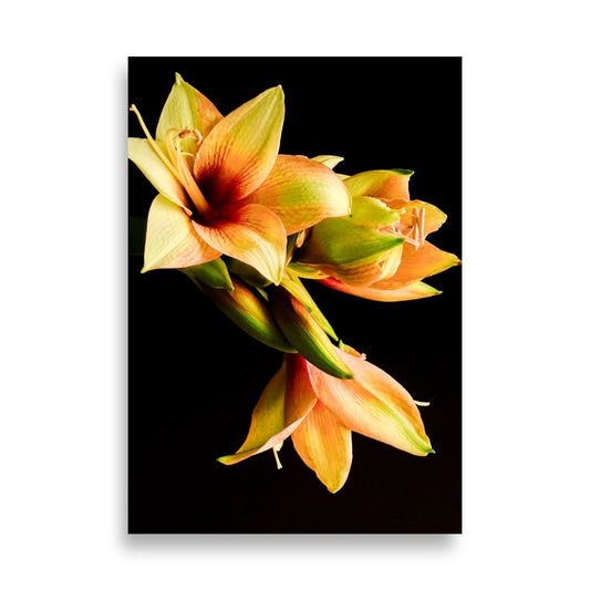 Amaryllis Poster | Amber Cascade - Vamejo Design