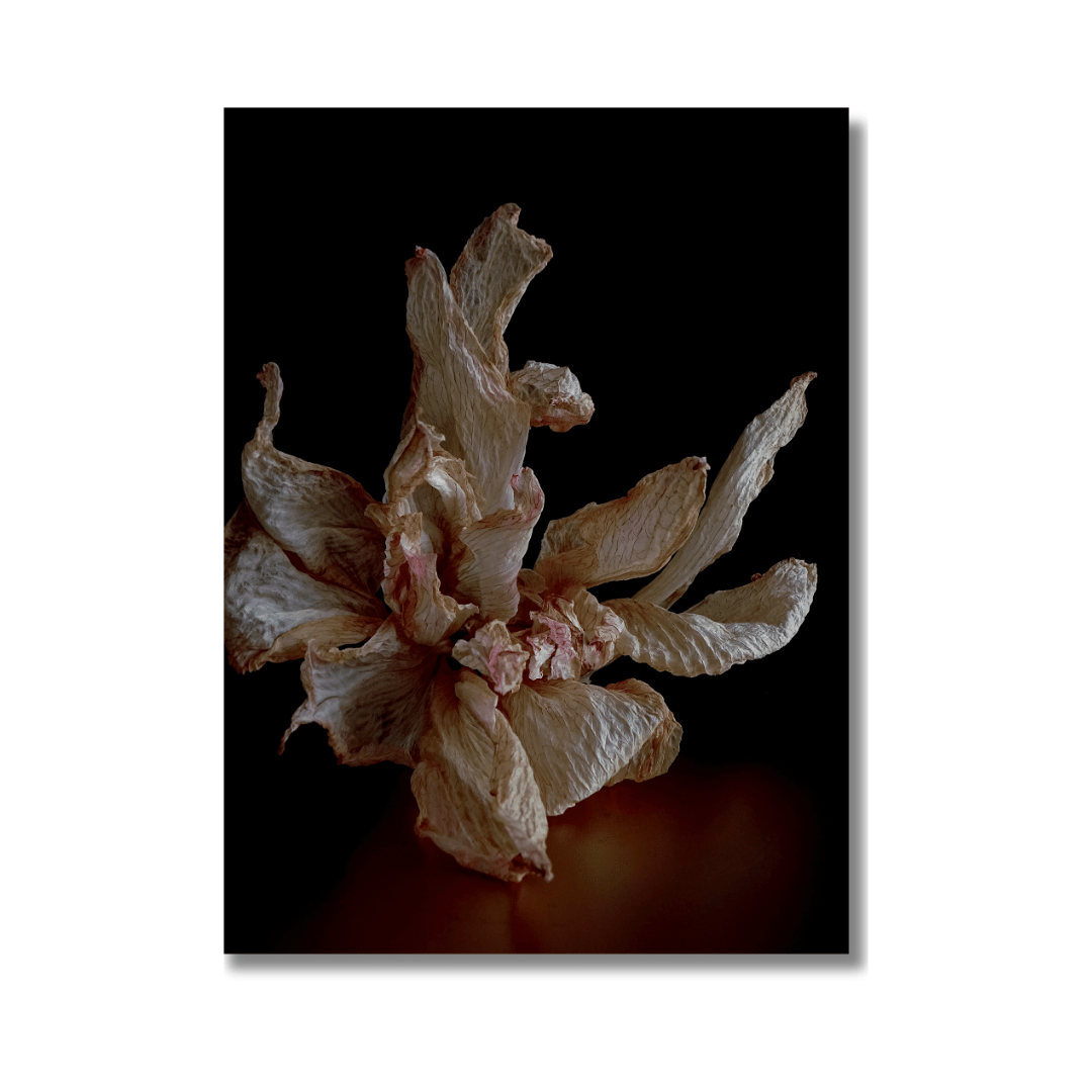 Amaryllis Poster | Ephemeral Blossom - Vamejo Design
