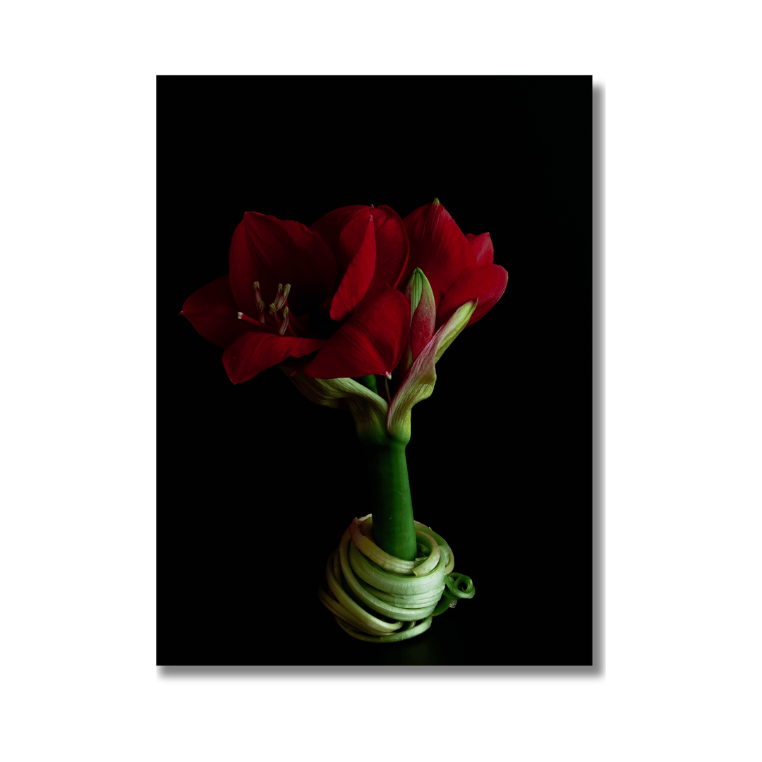 Een dramatische close-up foto van een bloeiende rode amaryllis tegen een diepzwarte achtergrond. De bloem heeft meerdere intens rode, volledig geopende bloemen met zichtbare meeldraden en een ongeopende knop. De stevige groene stengel komt uit een opgerold, lichtgroen blad aan de basis dat in een spiraalvorm is gedraaid. Het contrast tussen het levendige rood van de bloemen, het frisse groen van de stengel en bladeren.