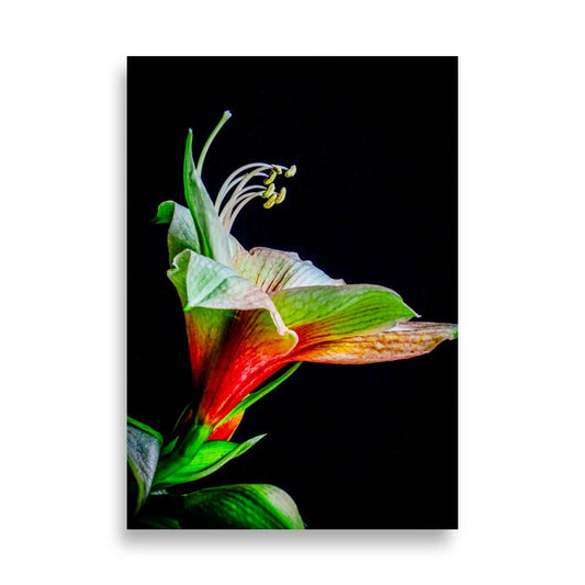 Amaryllis Poster | Vivid Elegance - Vamejo Design