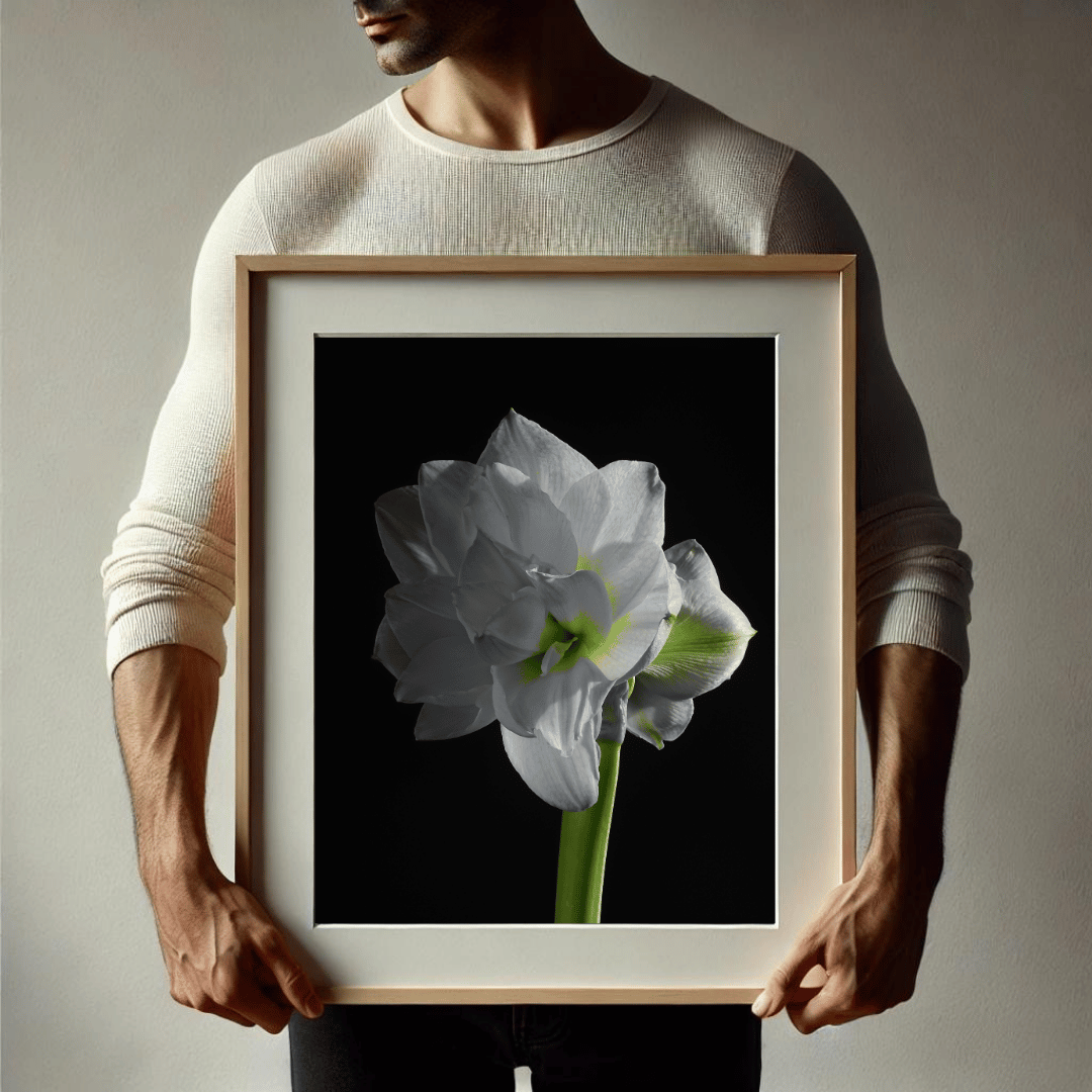  Elegante witte amaryllis bloem met subtiele groene accenten tegen een diepzwarte achtergrond, vastgelegd in een artistieke botanische kunstprint op premium papier.