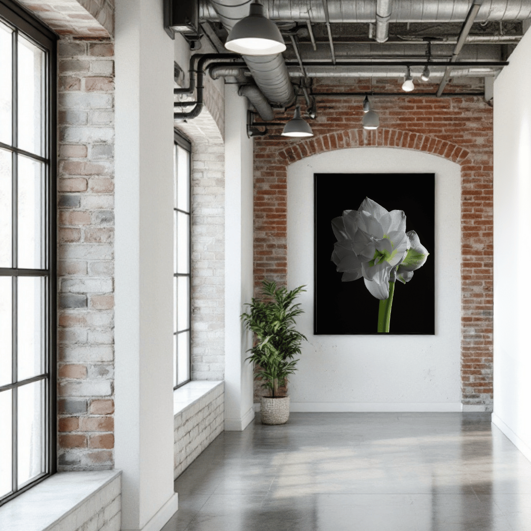  Elegante witte amaryllis bloem met subtiele groene accenten tegen een diepzwarte achtergrond, vastgelegd in een artistieke botanische kunstprint op premium papier.