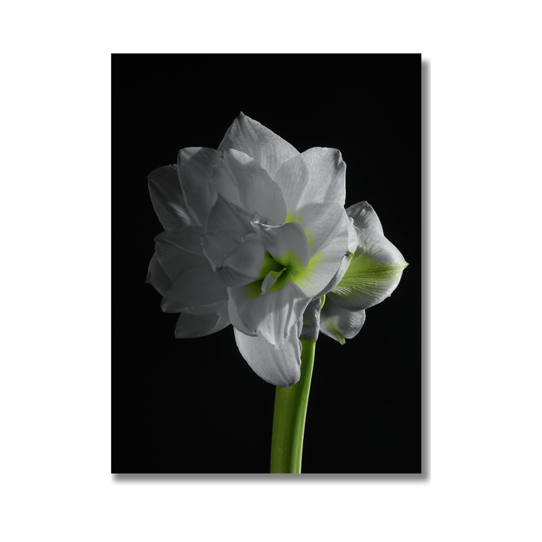 Amaryllis Poster | White Amaryllis Elegance - Vamejo Design