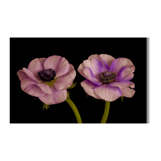 botanische kunstprint in liggend formaat van twee paarse anemoonbloemen op zwarte achtergrond