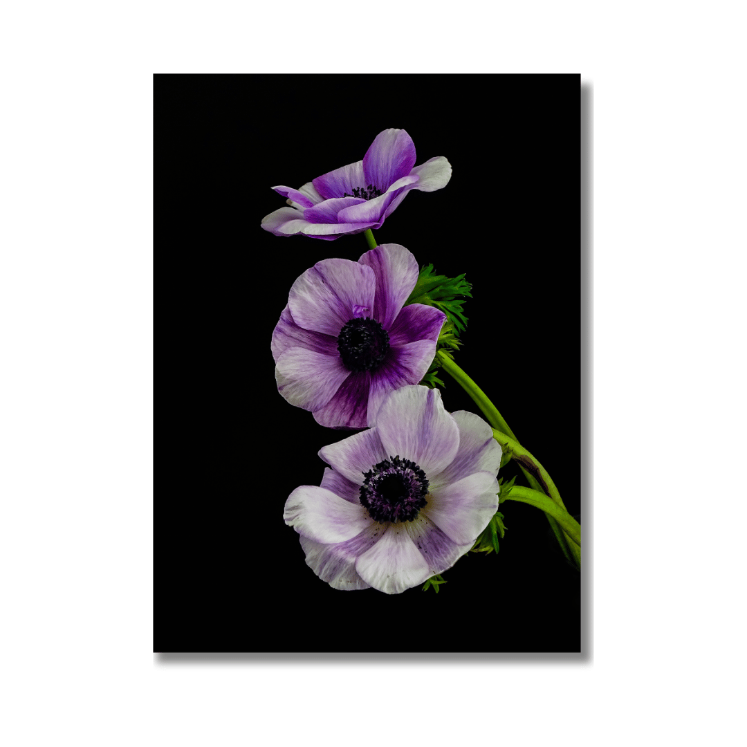 Elegante botanische kunstprint van drie paarse anemoonbloemen tegen zwarte achtergrond, getoond in hoogwaardige Hahnemühle printkwaliteit met rijke kleurtinten en fijne details.