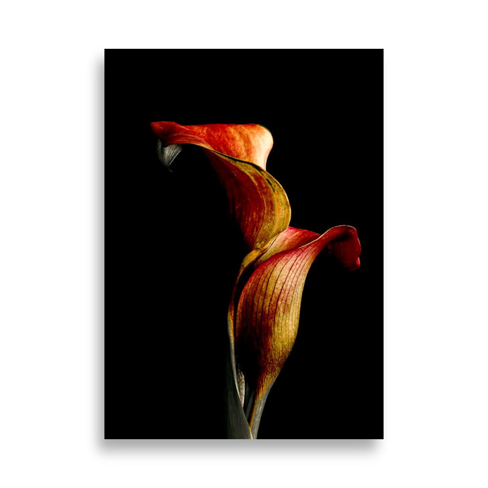 Elegante oranje calla lelie met gele accenten in sculptuur-achtige vorm tegen zwarte achtergrond, architecturale botanische kunst