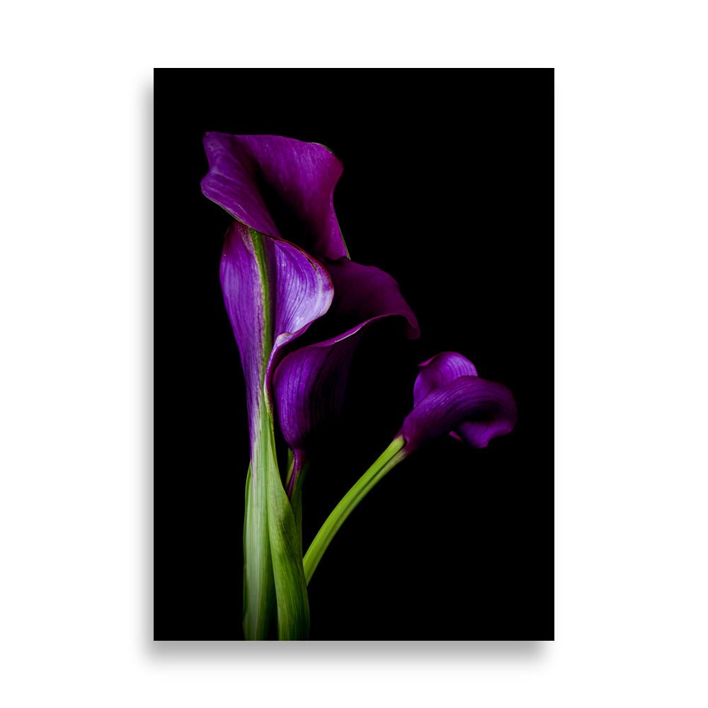 Twee elegante dieppaarse calla lelies op groene stelen tegen zwarte achtergrond, mystieke nachtelijke sfeer met rijke violette tinten