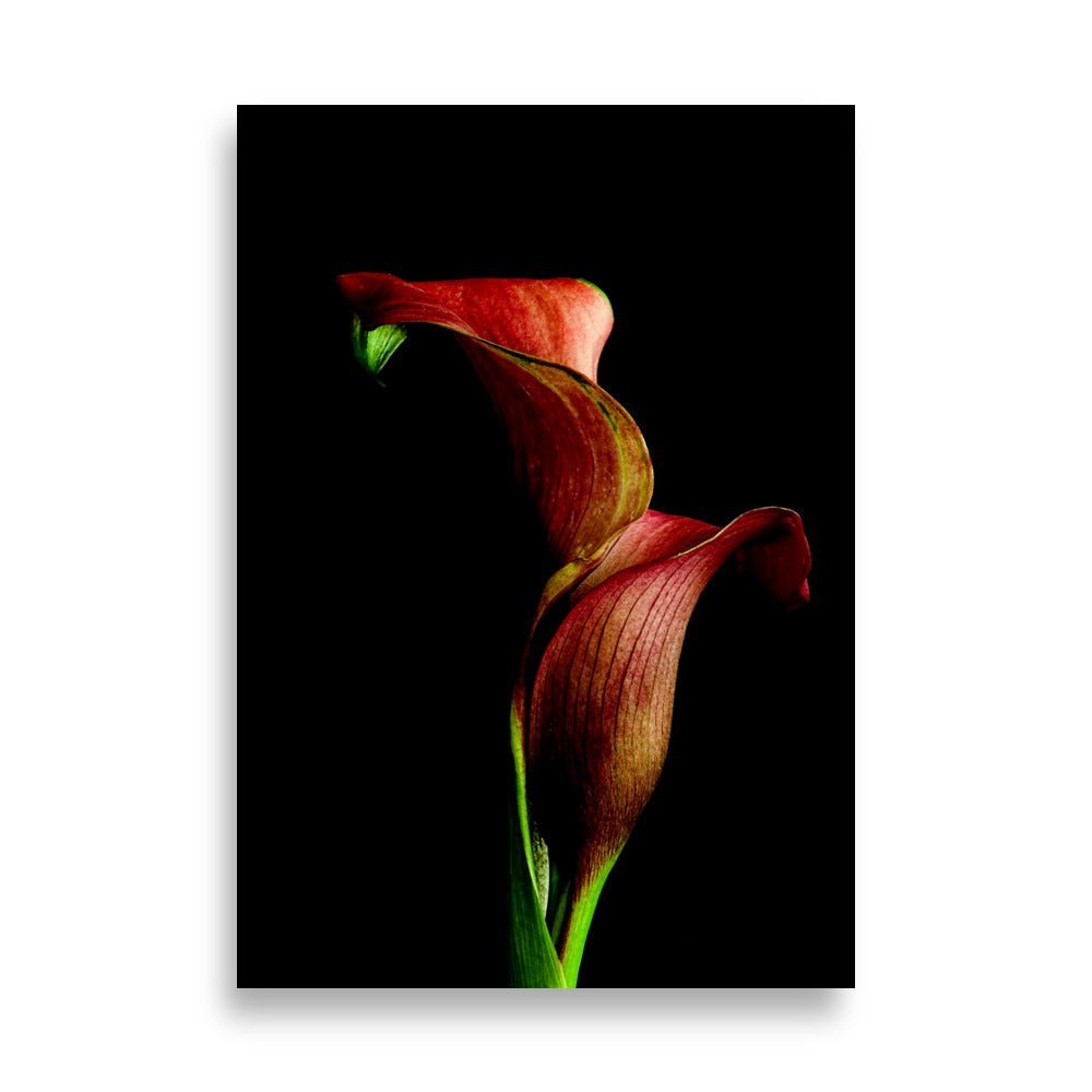 Elegante rode calla lelie in spiraalvormige draaibeweging met groene accenten tegen zwarte achtergrond, dynamische passionele kunstprint