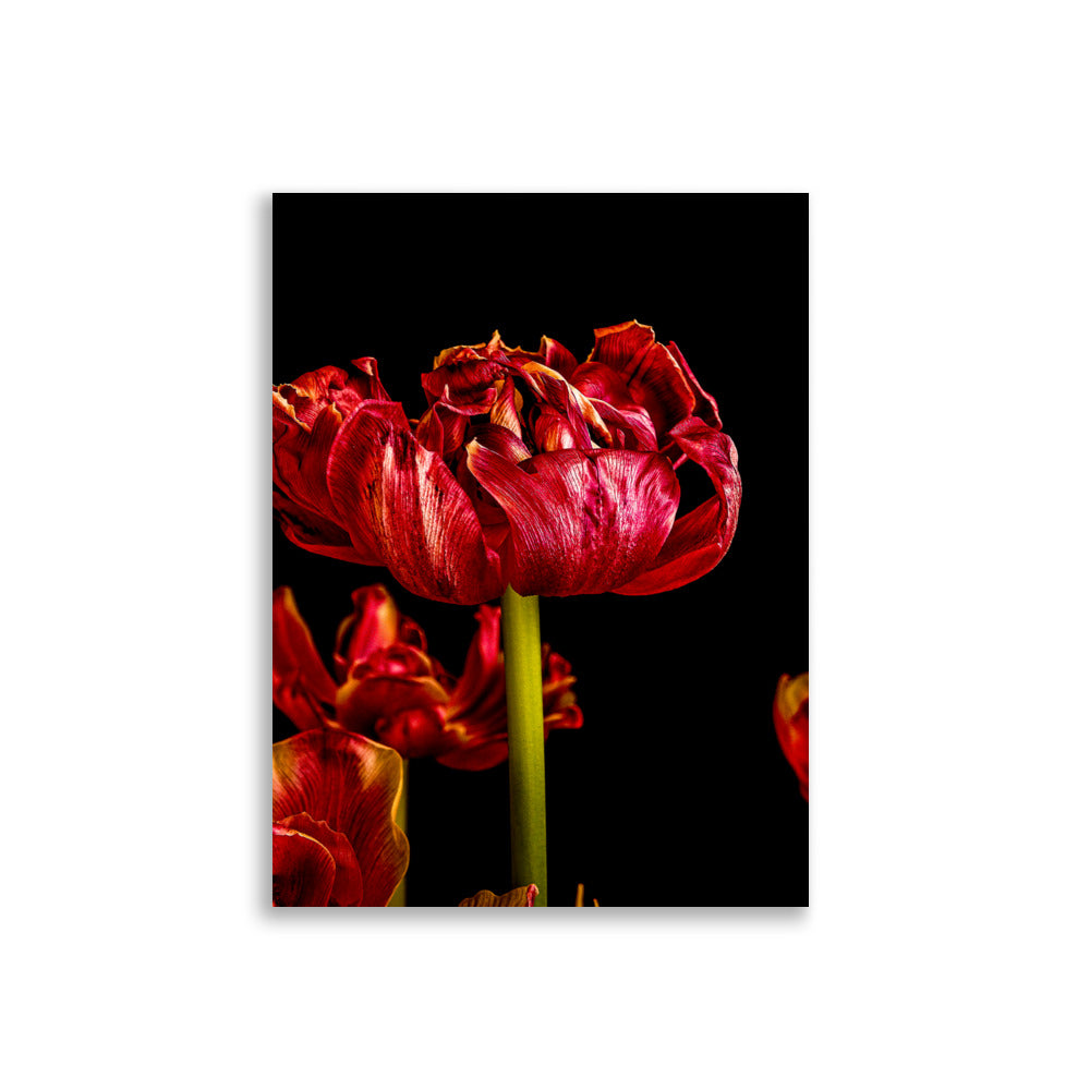 Tulip Poster | Livia