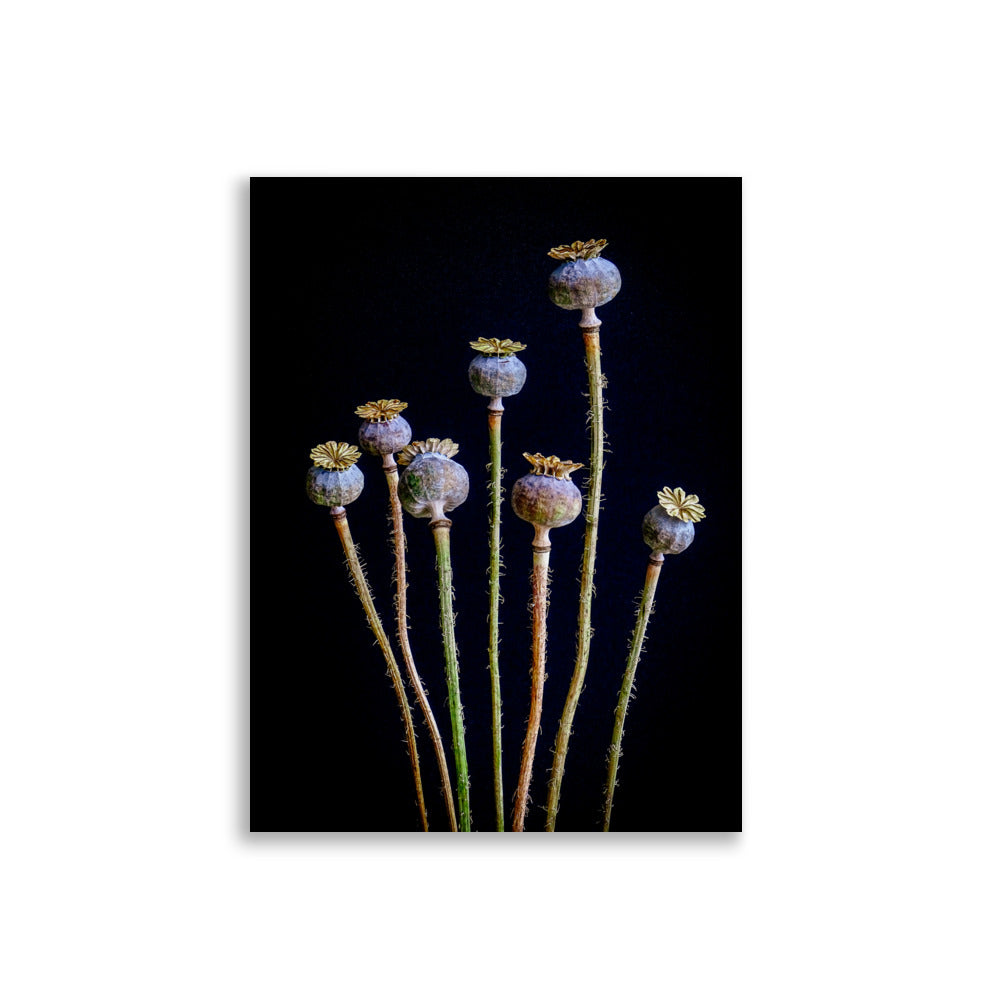 Papaver Poster | Sage