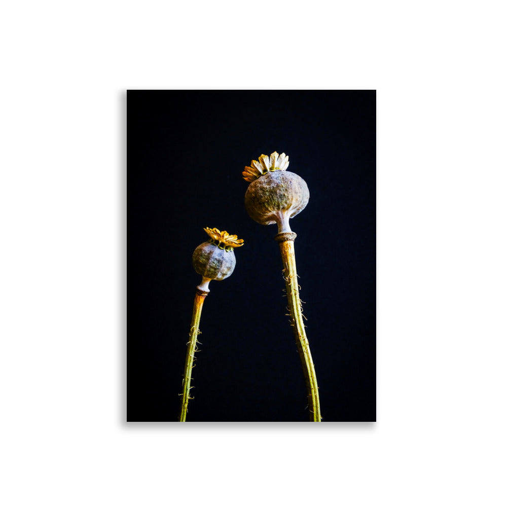 Papaver Poster | Senna