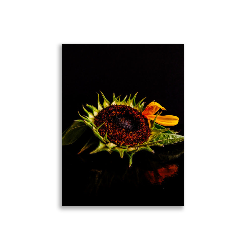 Sonnenblumen-Poster | Elodie