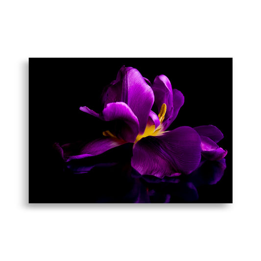 Tulp Poster | Odeet