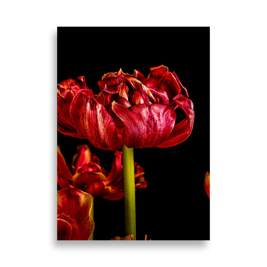 Tulp Poster | Livia