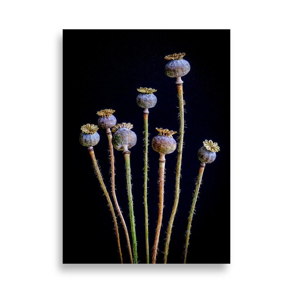 Papaver Poster | Sage