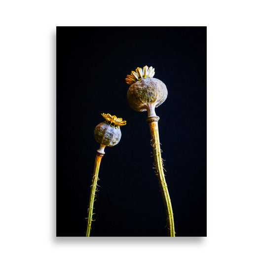 Papaver Poster | Senna