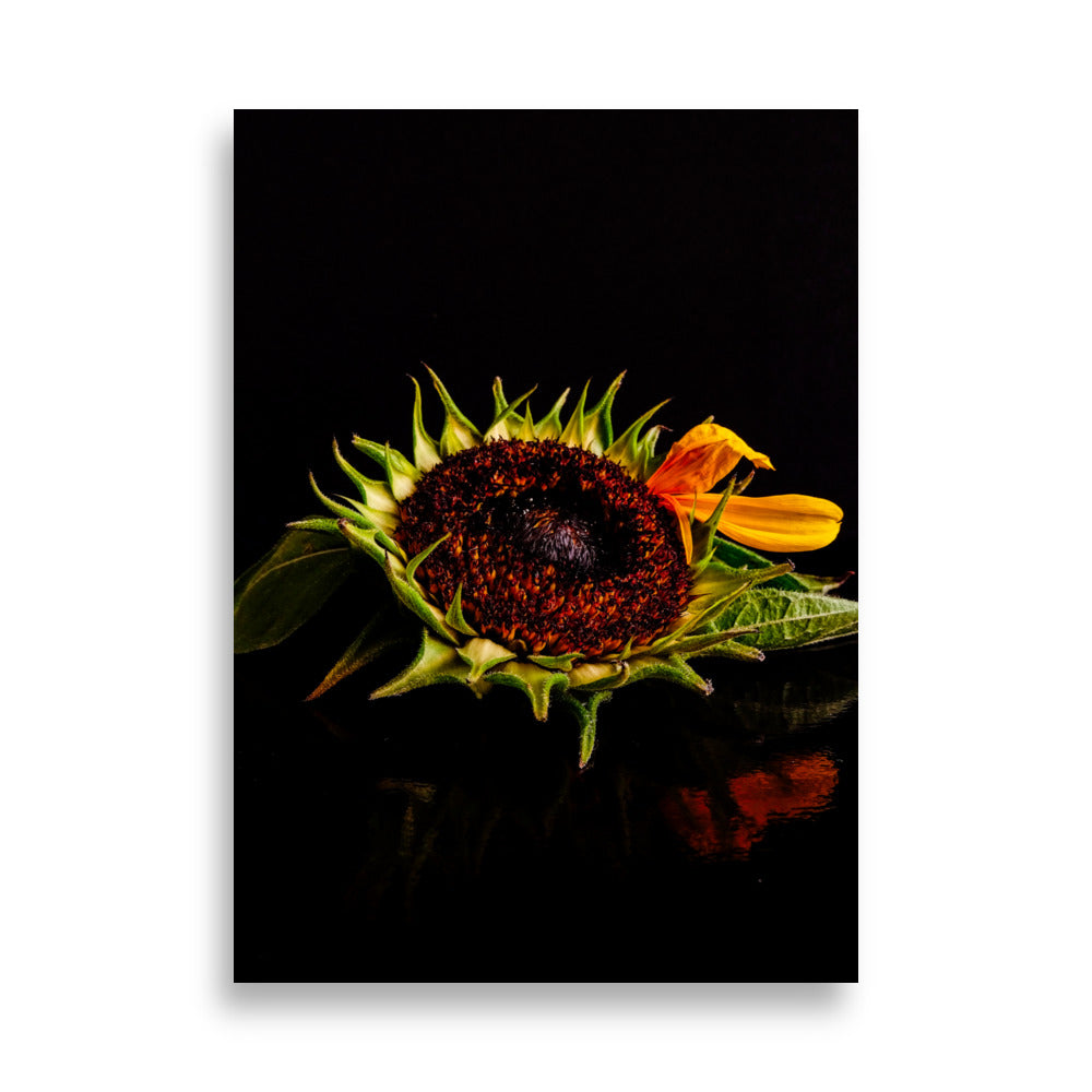 Sonnenblumen-Poster | Elodie