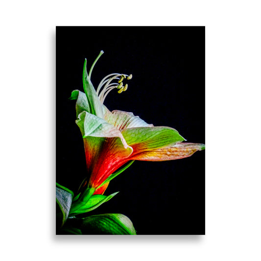 Levendige amaryllis bloem met rood-groene bloembladeren en witte meeldraden tegen een donkere achtergrond 50x70 cm