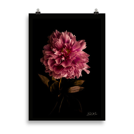 Peony Poster | Elara