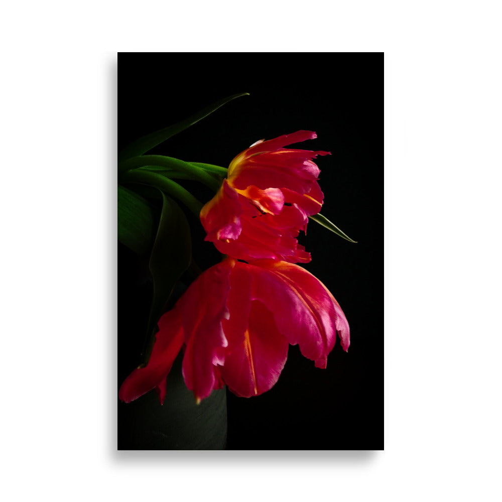 Tulip Poster | Odelia