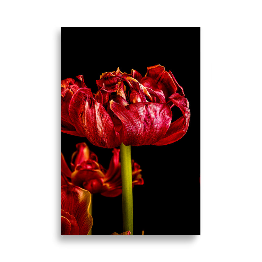 Tulip Poster | Livia