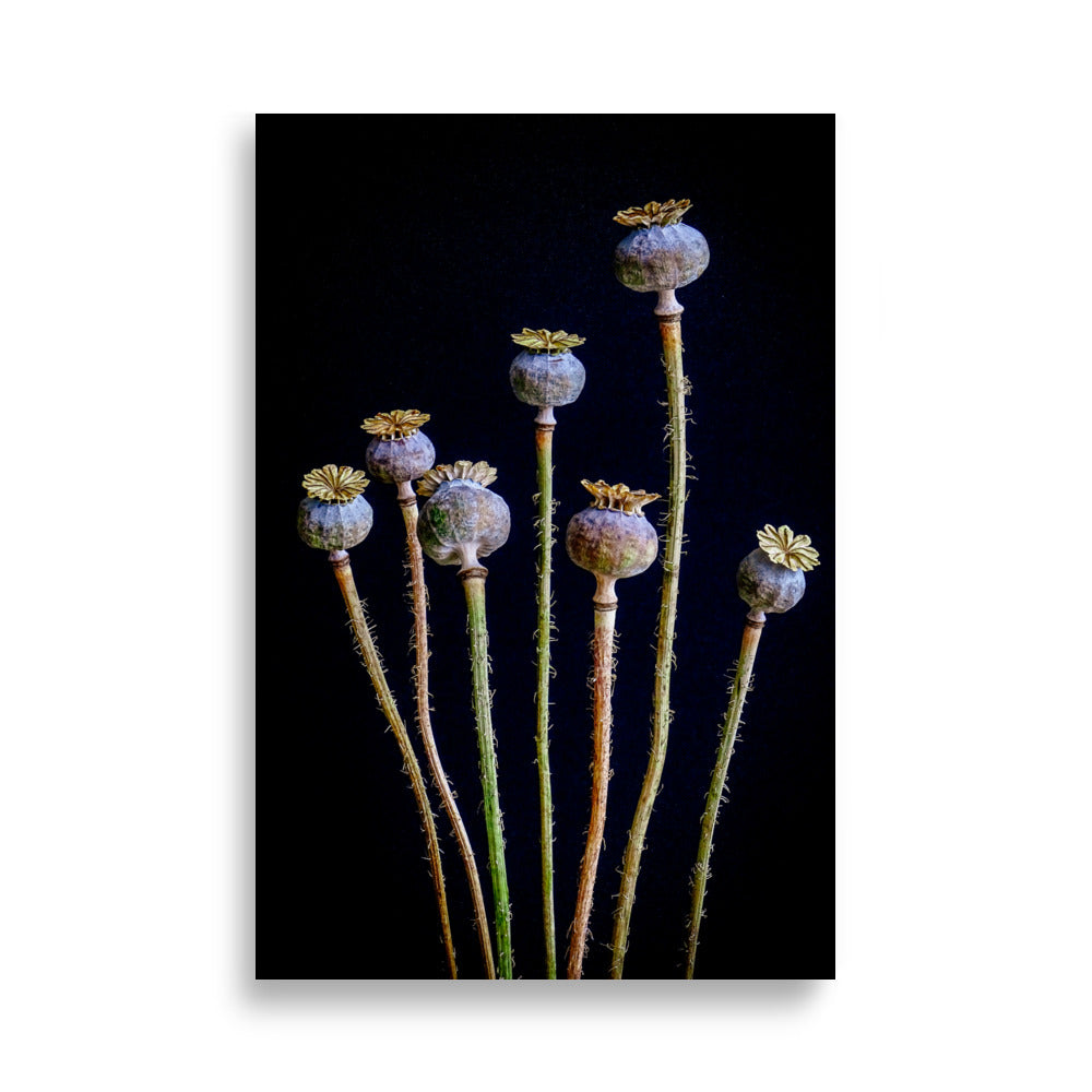 Mohn-Poster | Salbei