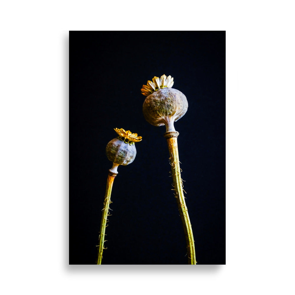 Papaver Poster | Senna