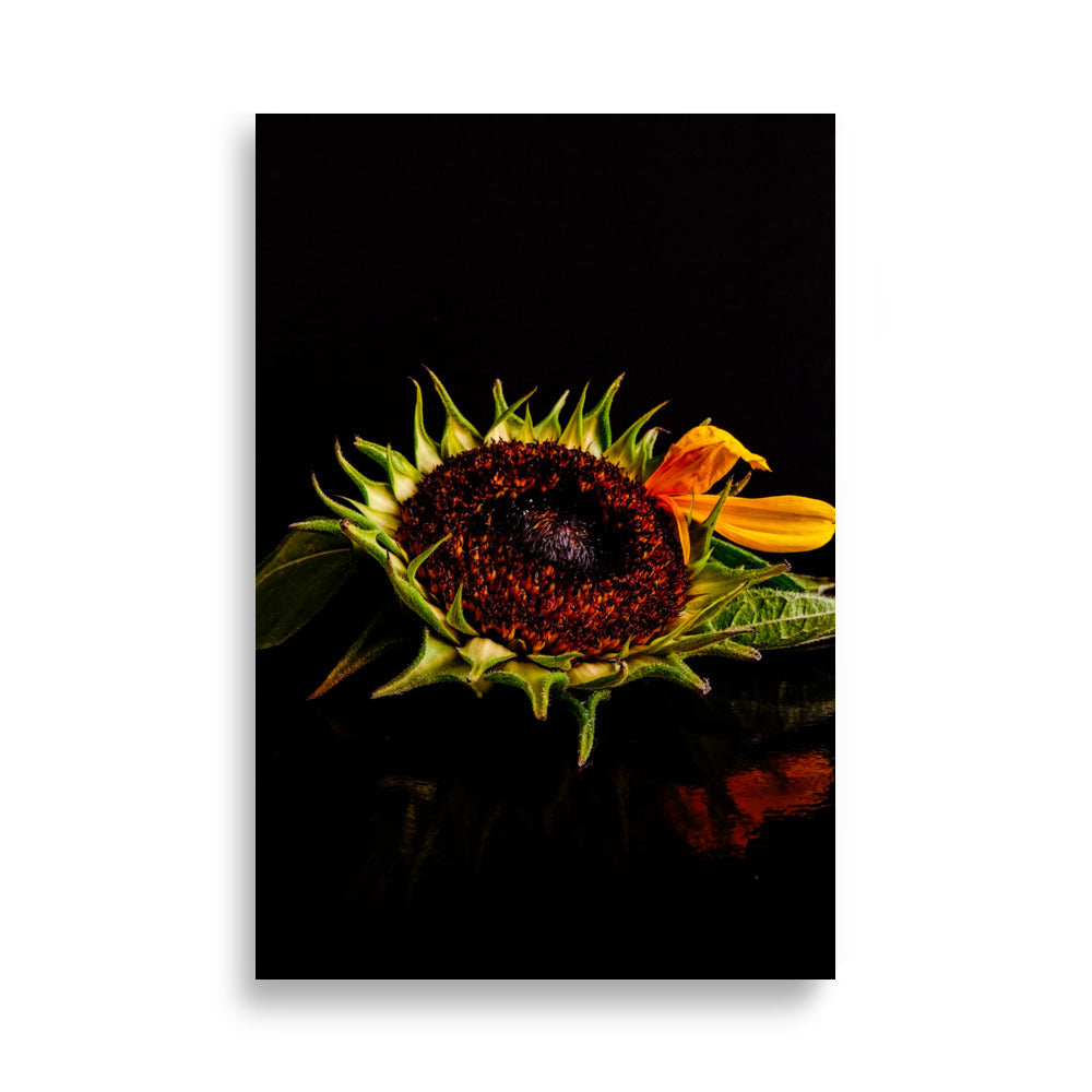 Sunflower Poster | Elodie