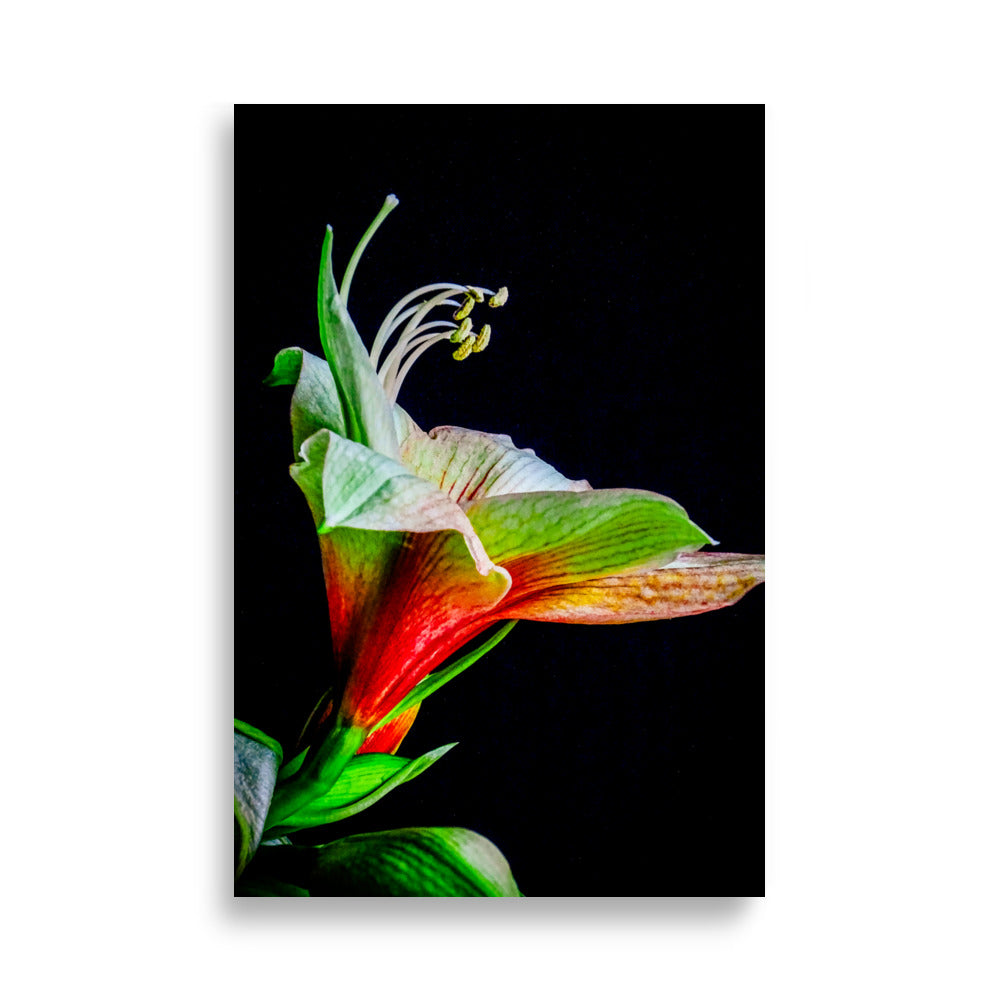 Levendige amaryllis bloem met rood-groene bloembladeren en witte meeldraden tegen een donkere achtergrond. 61x91 cm