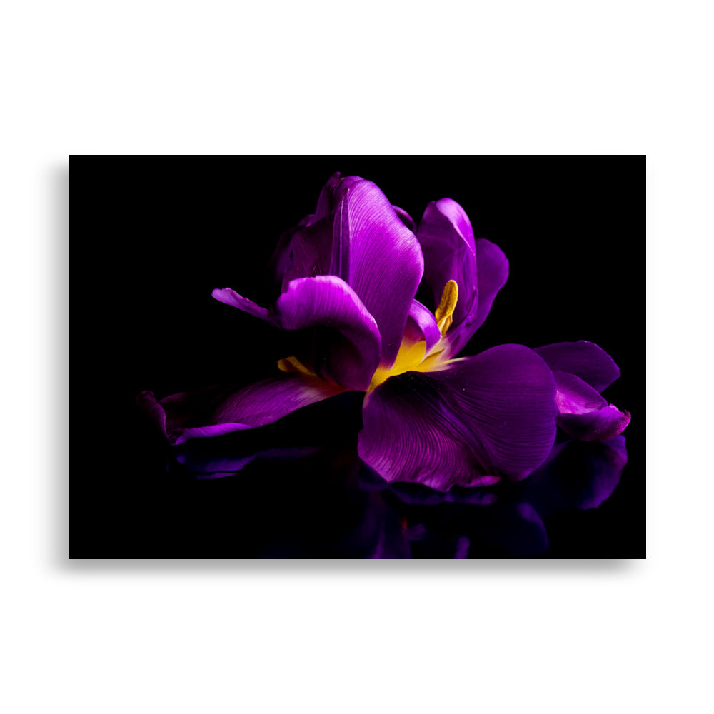 Tulp Poster | Odeet