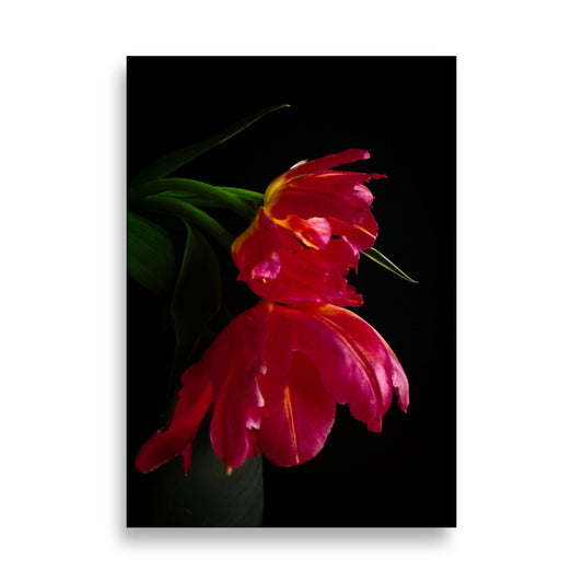 Tulp Poster | Odelia