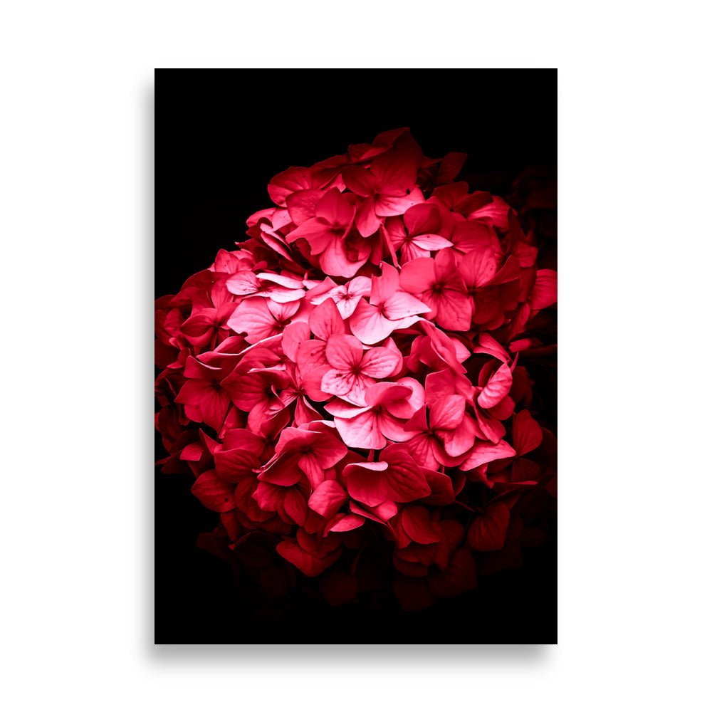 Hortensiaposter "Fenna" - Levendige roze hortensiabloem in volle bloei tegen zwarte achtergrond 70x100 cm