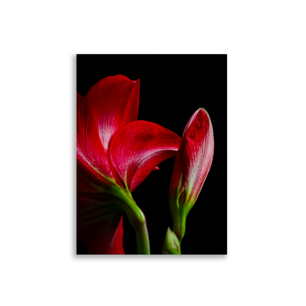 Close-up van felrode amaryllis bloemen tegen een zwarte achtergrond. Twee bloemen zijn zichtbaar, met geopende felrode bloemblaadjes en groene stengels. De bloemen contrasteren sterk met de donkere achtergrond, wat de levendige kleur en delicate structuur van de bloemblaadjes accentueert 30x40 cm