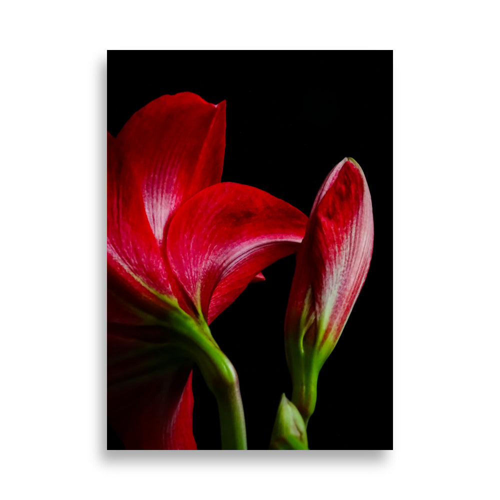 Felrode amaryllis bloemen tegen een zwarte achtergrond. Twee bloemen zijn zichtbaar, met geopende felrode bloemblaadjes en groene stengels. De bloemen contrasteren sterk met de donkere achtergrond, wat de levendige kleur en delicate structuur van de bloemblaadjes accentueert. 50x70 cm