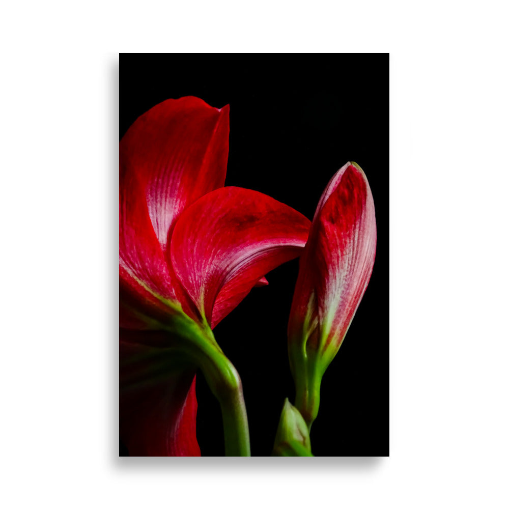 Close-up van felrode amaryllis bloemen tegen een zwarte achtergrond. Twee bloemen zijn zichtbaar, met geopende felrode bloemblaadjes en groene stengels. De bloemen contrasteren sterk met de donkere achtergrond, wat de levendige kleur en delicate structuur van de bloemblaadjes accentueert 61x91 cm