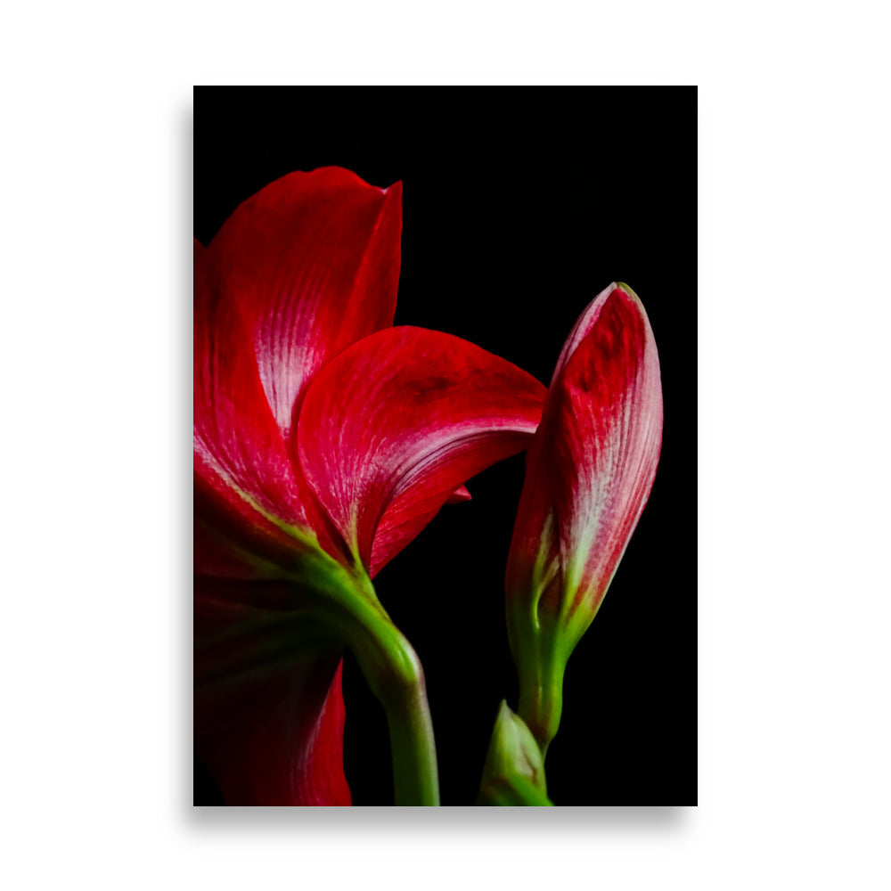 Amaryllis Poster | Purpurrote Eleganz