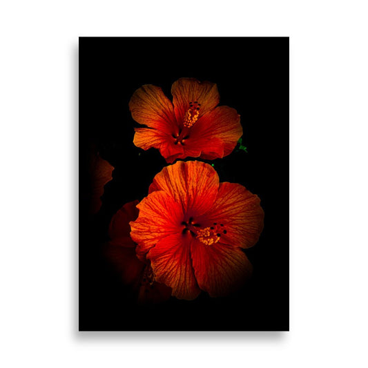 Hibiscus poster | Anika - Vamejo Design