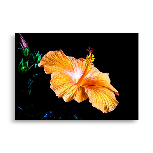 Hibiscus Poster | Cleo - Vamejo Design